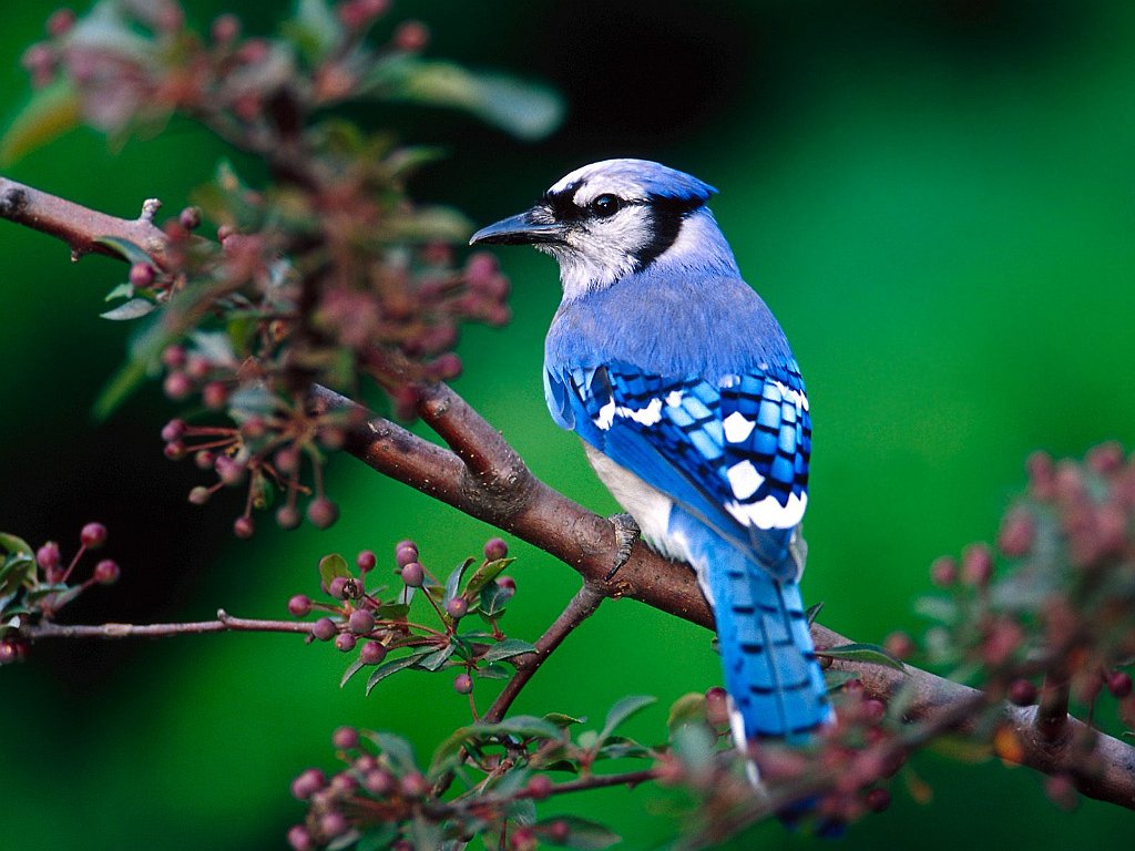 Blue Jay